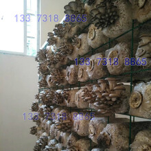 菌房專用蘑菇架草菇養殖層架栽培網架圖片