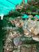 蘑菇网格架食用菌发菌架铁丝网格香菇出菇架出菇房网架