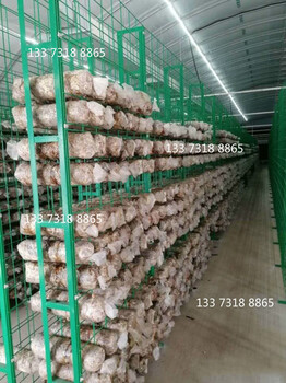 金针菇养菌架养菌层架出菇架养殖菌菇铁丝网格食用菌出菇架的厂家