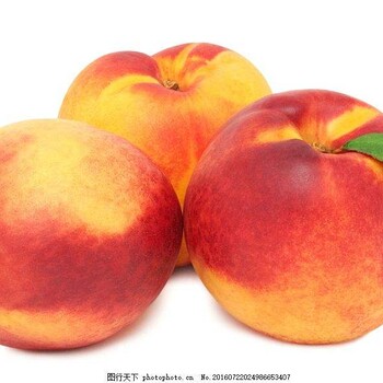 2019年5月大量桃子油桃多个品种成熟价格低廉物流便利欢迎大量采购