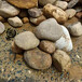 广东河道垫层鹅卵石，中山地面铺装砾石，东区五彩雨花石供应