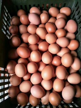 蛋鸡提高产蛋率的好办法—双管齐下，帮您提高产蛋率，改善蛋壳颜色