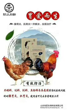 教你一招快速治好鸡腺肌胃炎鸡拉鱼肠样粪便