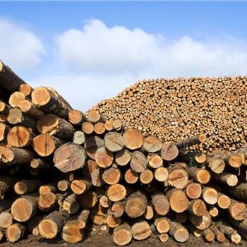 初次进口印尼木材原木报关细节指导