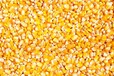 饲料厂大批量采购玉米、小麦、大豆、大米、高粱