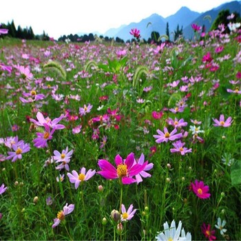 長沙市花種子