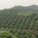 浏阳市茶花树