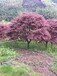 浏阳市红枫树