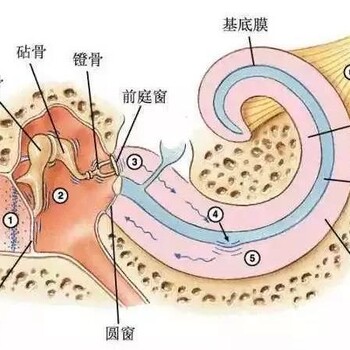 耳朵不好真的听不见吗