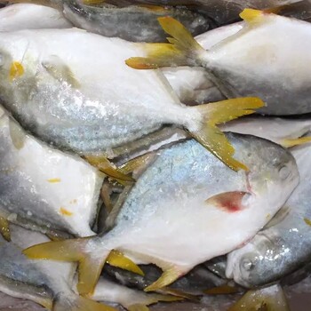 越南巴沙鱼进口清关冻鱼进口报关清关青岛港水产品进口流程