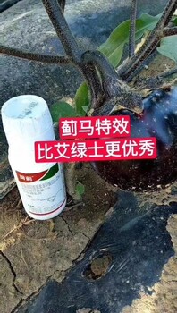 抗性薊馬藥，上午打下午看，薊馬九死一生