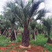 基地直销杆高2米布迪椰子价格1280元福建布迪椰子供应商