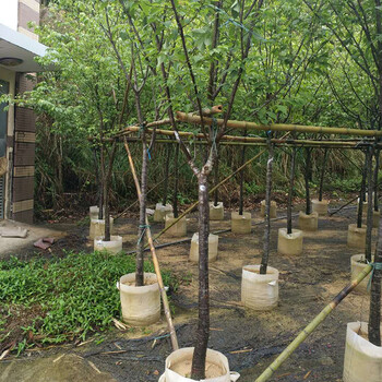 福建山櫻花供應(yīng)商福建山櫻花價(jià)格