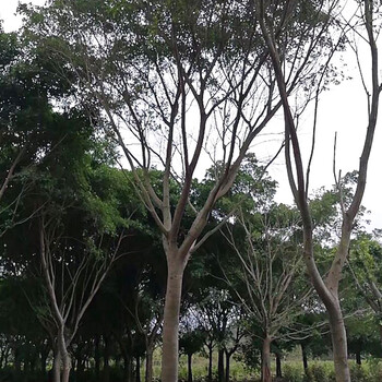 產地批發米徑8-30公分紅皮榕價格合理紅皮榕假植苗