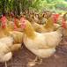 上海黄浦区农家散养土鸡价格是多少