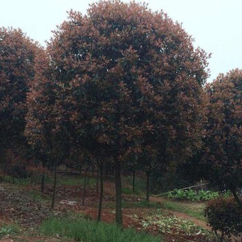 江西红叶石楠树苗木种植基地-培育基地