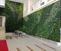 石家庄植物墙养护绿化公司