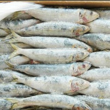 马来西亚冷冻海鲜冷冻鱼进口付汇服务公司