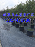 防草布/除草布/盖草布/果园除草布/厂家供应现货批图片1