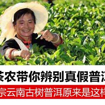 普洱茶怎么在新浪网上做广告推广