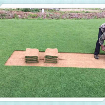 鞍山好的塑料草坪地毯环保绿化草坪网仿真绿草报价