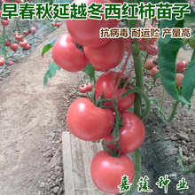 春秋延越冬专用西红柿苗番茄苗秋延拱棚专用西红柿苗越冬西红柿苗图片