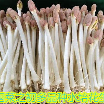 寧河芽苗菜價(jià)格