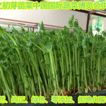 哈爾濱芽苗菜技術(shù)種植