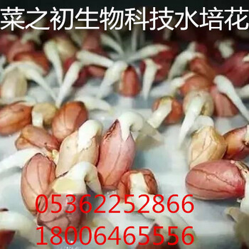 渝中芽苗菜加盟