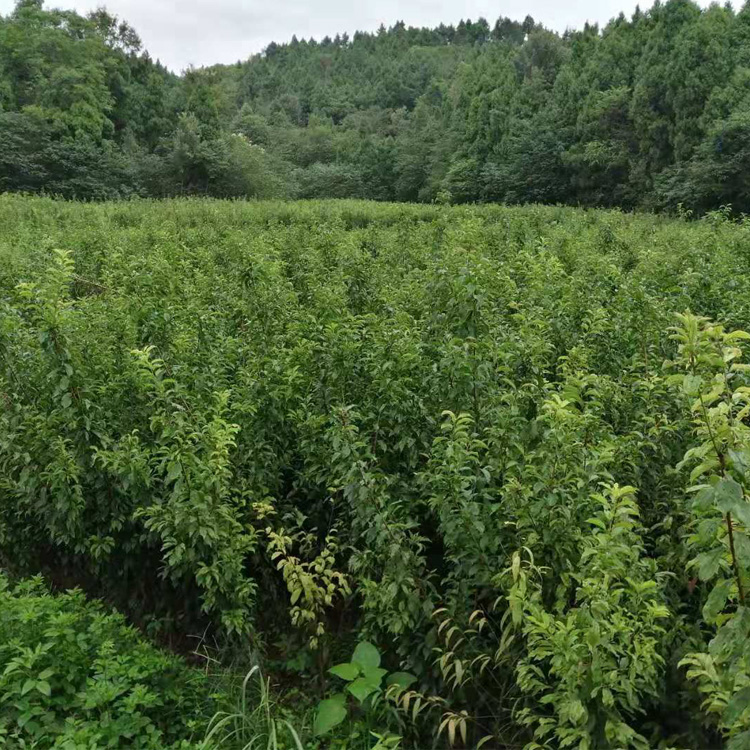 湖南李子苗哪里有賣__新品種李子樹苗批發(fā)行情。