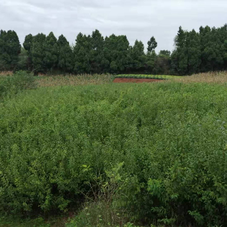 貴州安順李子苗哪里有賣__苗圃李子樹苗培育基地。