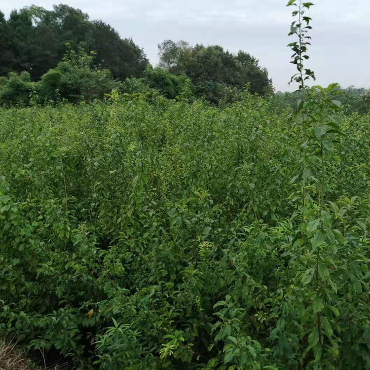 貴州黔南李子苗報價__苗圃李子樹苗培育基地。