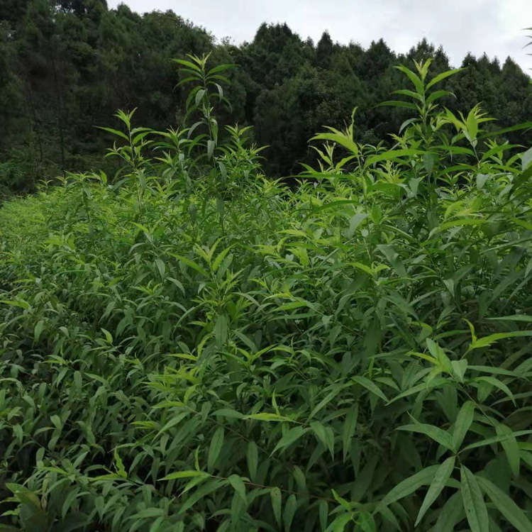 湖南李子苗哪里有賣__新品種李子樹苗批發(fā)行情。