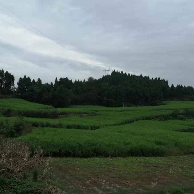 廣西來(lái)賓李子苗價(jià)格__新品種李子樹(shù)苗批發(fā)行情。
