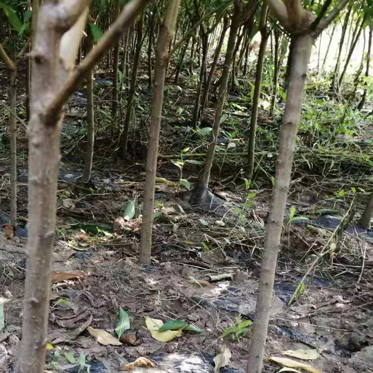 湖南湘西哪里有李子苗批發(fā)__出售李子樹苗產(chǎn)地。