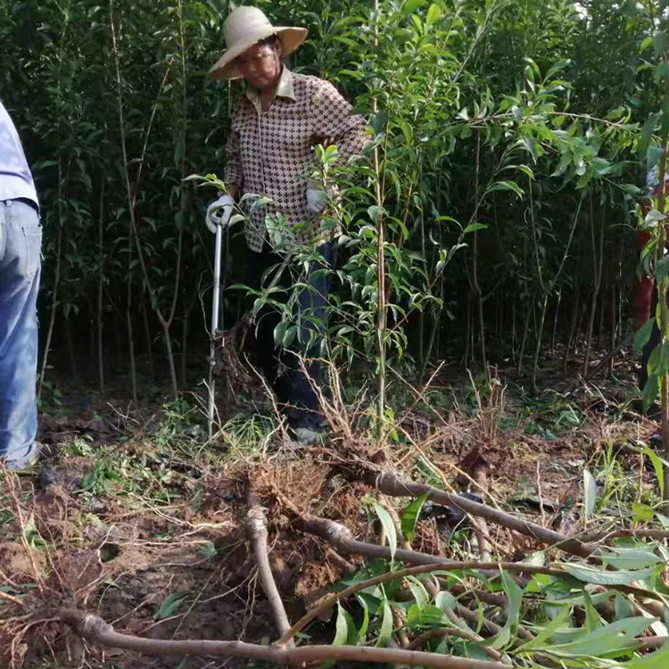 廣西桂林李子苗木基地__2公分李子樹苗繁育基地。