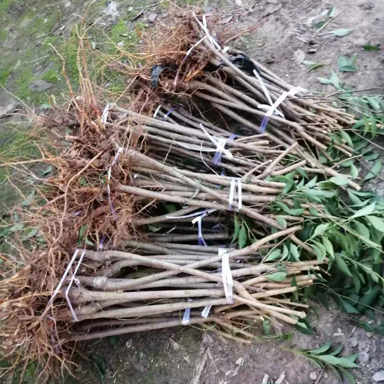 湖南李子苗哪里有賣__新品種李子樹苗批發(fā)行情。
