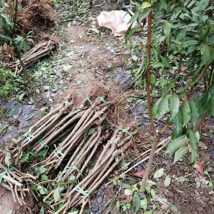 貴州黔南李子苗報價__苗圃李子樹苗培育基地。