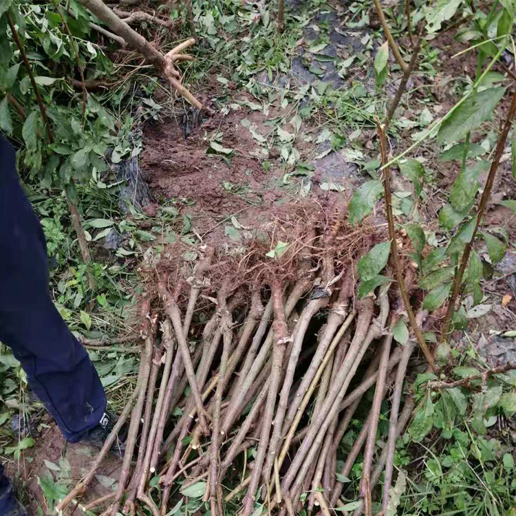湖北潛江李子苗供應(yīng)商__批發(fā)李子樹苗李子樹苗種植時間。