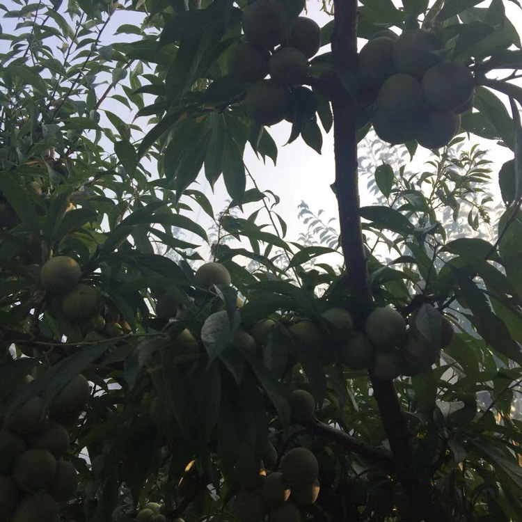 湖北黃岡李子苗新品種介紹__離核李子樹苗種植幾年能掛果？