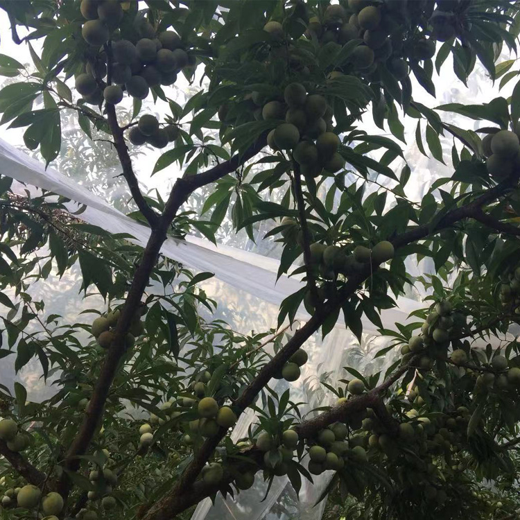四川自貢哪里有李子苗批發(fā)__苗圃李子樹苗培育基地。
