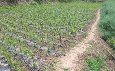 茂縣李子苗批發(fā)基地__批發(fā)李子樹苗培育基地。