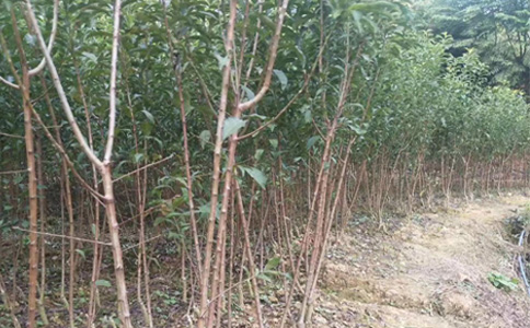 茂縣李子苗批發(fā)基地__批發(fā)李子樹苗培育基地。