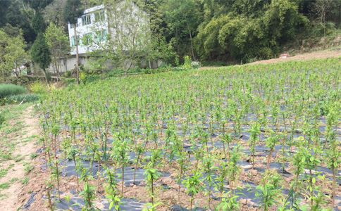 四川資陽李子苗哪里有賣__成活率高李子樹苗繁育基地。