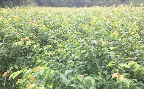 湖北黃岡李子苗新品種介紹__離核李子樹苗種植幾年能掛果？