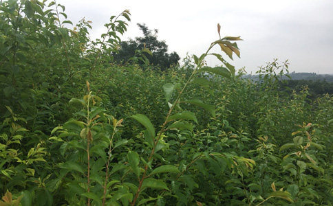 湖南湘西哪里有李子苗批發(fā)__出售李子樹苗產(chǎn)地。