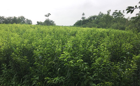 貴州安順李子苗哪里有賣__苗圃李子樹苗培育基地。