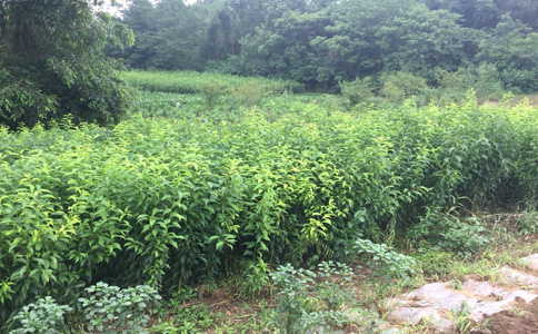 云南昆明李子苗價(jià)格__3公分李子樹苗基地報(bào)價(jià)。