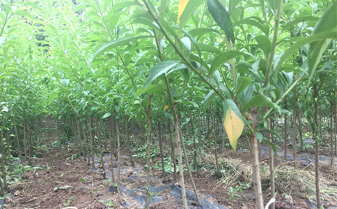 廣西桂林李子苗新品種介紹__高產(chǎn)李子樹苗種植技術(shù)。