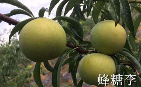 陜西李子苗新品種介紹__李子樹苗種植技術(shù)。